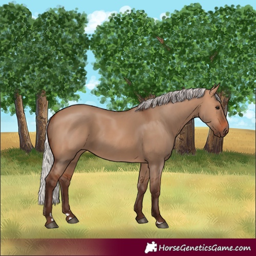Horse Color:Silver Bay Dun 