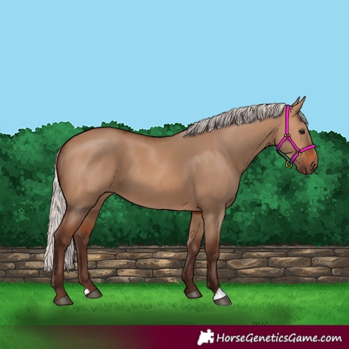 Horse Color:Silver Bay Dun