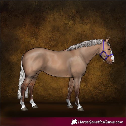 Horse Color:Silver Bay Dun 