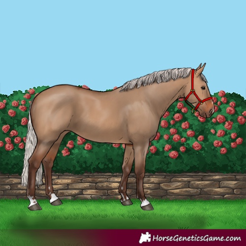 Horse Color:Silver Bay Dun