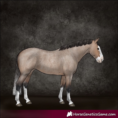 Horse Color:Brown Roan Dun Splash 