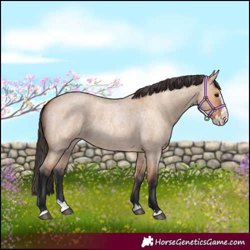 Horse Color:Bay Roan Dun Splash 