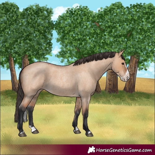 Horse Color:Bay Roan Dun Splash 
