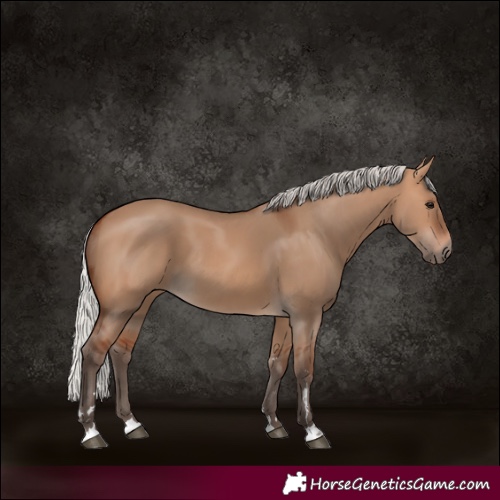 Horse Color:Silver Bay Dun