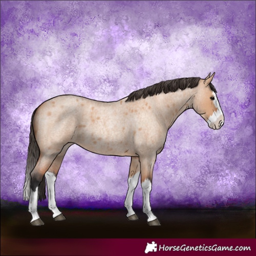 Horse Color:Bay Roan Dun Splash 