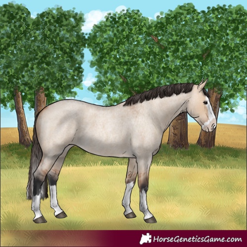 Horse Color:Bay Roan Dun Splash