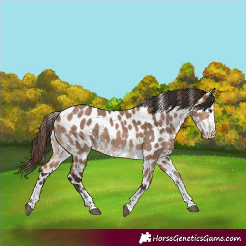Horse Color:White Spotted Bay Dun Tobiano Leopard