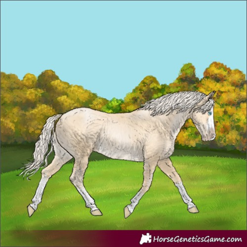 Horse Color:White Spotted Palomino Pearl Splash 