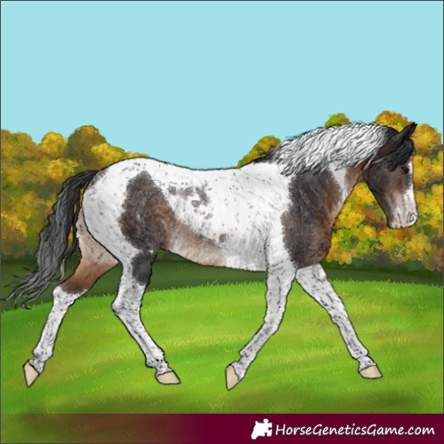 Horse Color:Brown Tobiano Varnish Rabicano 