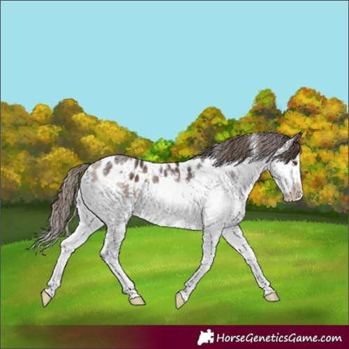 Horse Color:White Spotted Bay Splash Near Leopard 