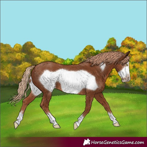 Horse Color:Chestnut Frame 