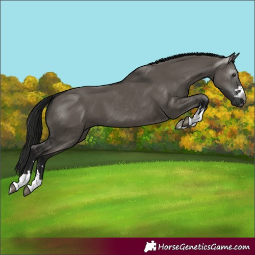 Horse Color:Unknown 