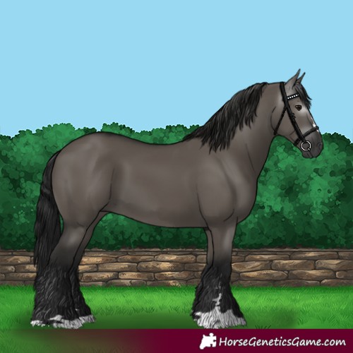 Horse Color:Gray Grullo 