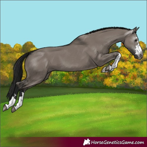 Horse Color:Gray Grullo