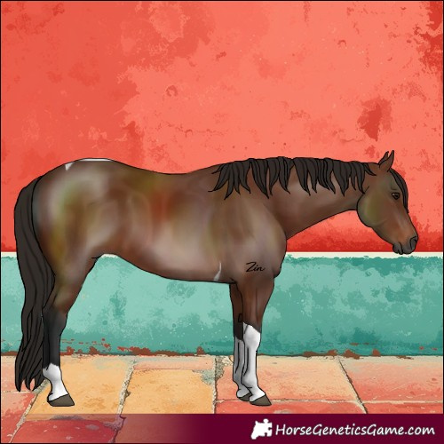 Horse Color:Gray Bay Tobiano