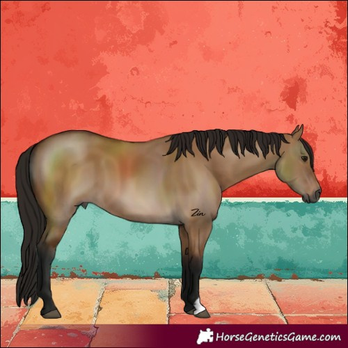 Horse Color:Gray Bay Dun