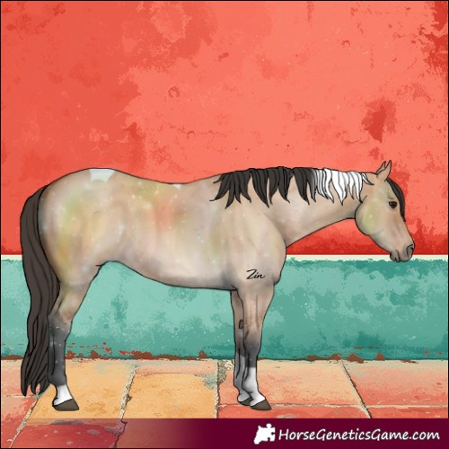 Horse Color:Bay Dun Tobiano