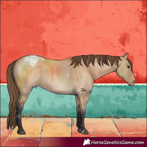 Horse Color:Bay Dun Varnish 