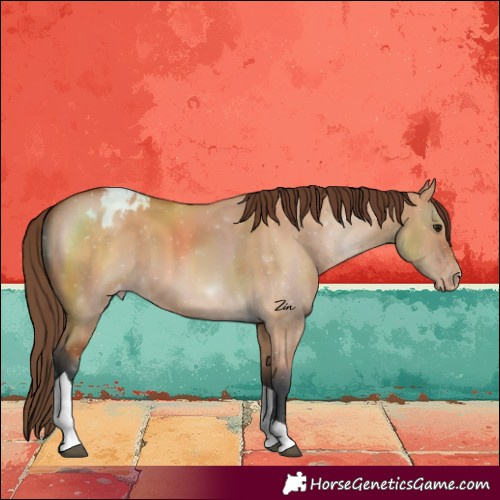 Horse Color:Bay Dun Tobiano Blanket 