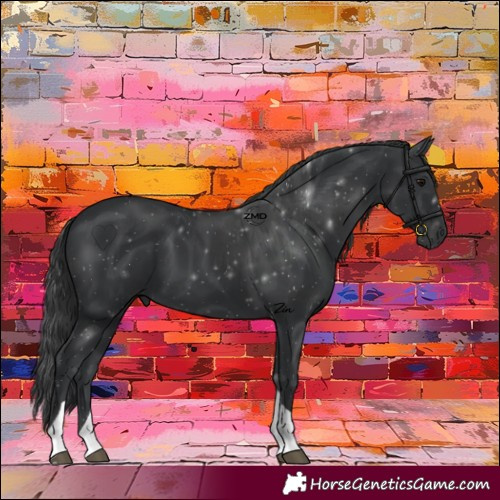 Horse Color:Black Tobiano 