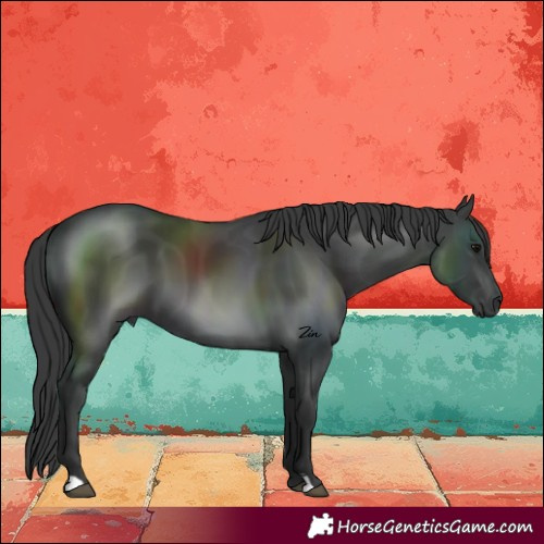Horse Color:Black 