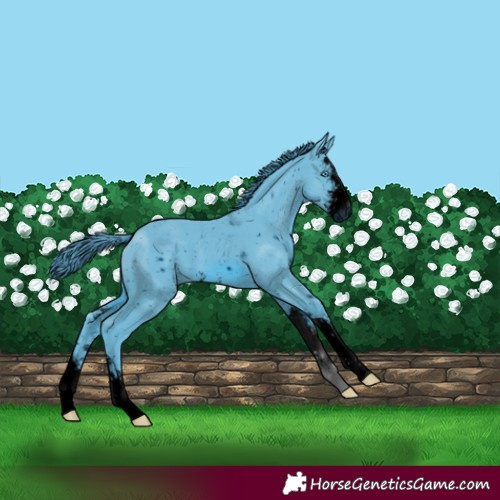 Horse Color:ERROR: UNKNOWN ANOMALY