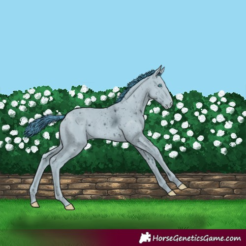 Horse Color:ERROR: UNKNOWN ANOMALY