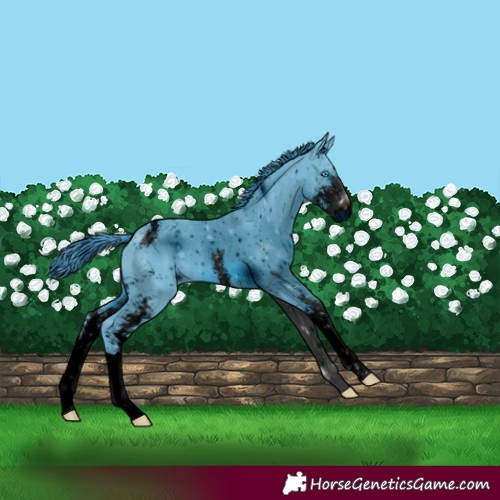 Horse Color:ERROR: UNKNOWN ANOMALY
