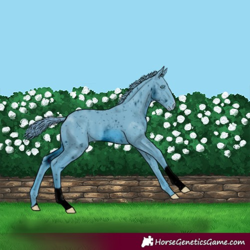 Horse Color:ERROR: UNKNOWN ANOMALY