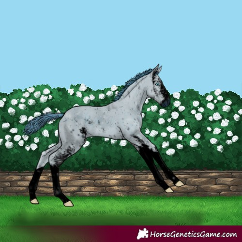 Horse Color:ERROR: UNKNOWN ANOMALY