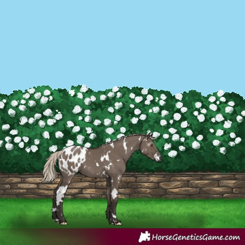 Horse Color:Gray White Spotted Silver Grullo Blanket 