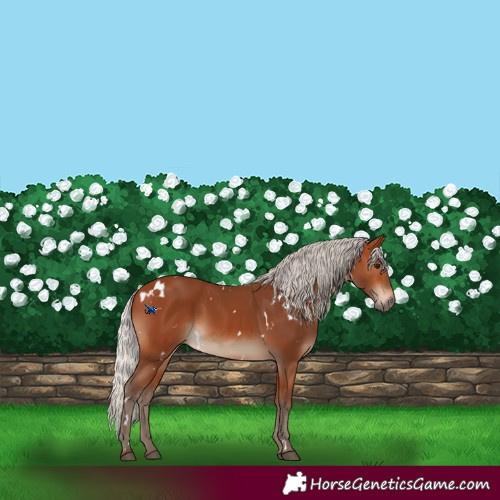 Horse Color:White Spotted Silver Bay