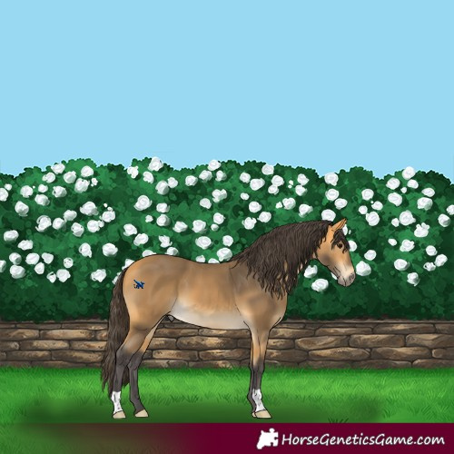 Horse Color:Buckskin