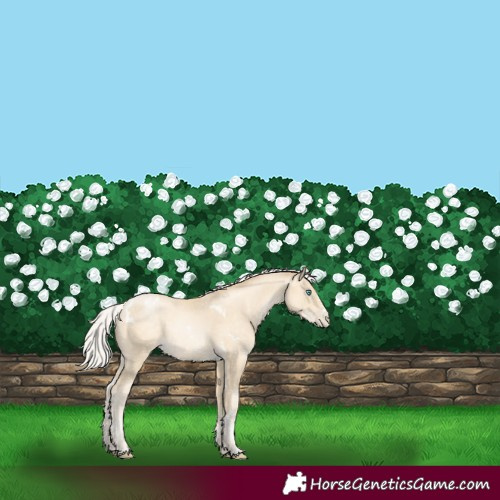 Horse Color:White Spotted Silver Sable Cream Champagne Pearl 