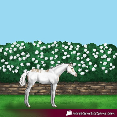 Horse Color:White Spotted Silver Sable Cream Champagne Frame 