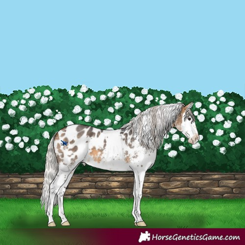 Horse Color:White Spotted Silver Buckskin Splash Blanket 
