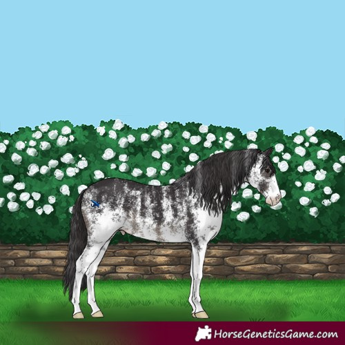 Horse Color:White Spotted Smoky Black 
