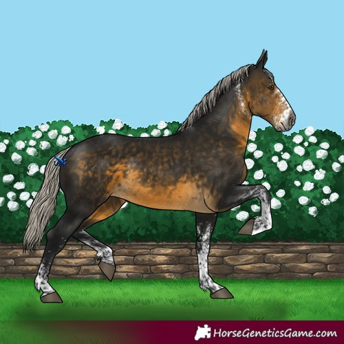 Horse Color:Gray White Spotted Silver Buckskin Mushroom 