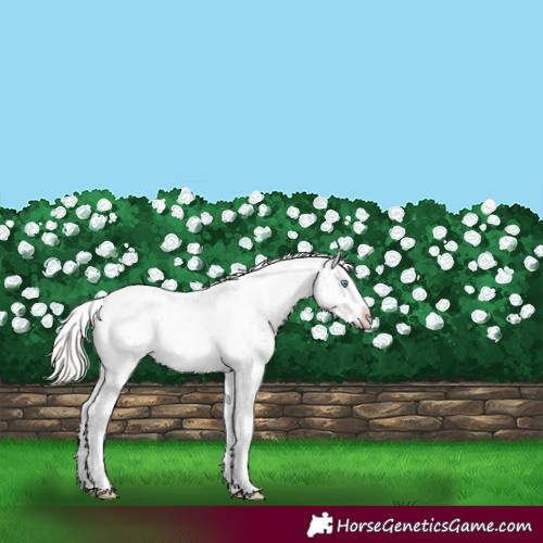 Horse Color:White Spotted Silver Buckskin Pearl Dun Mushroom Sabino 