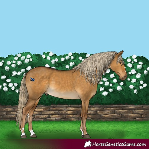 Horse Color:Chocolate Palomino Dun 