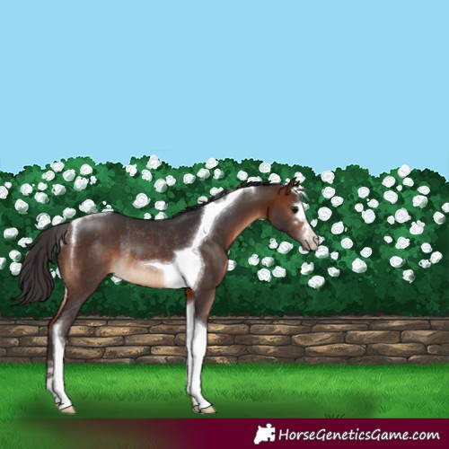 Horse Color:Bay Tobiano Varnish Rabicano