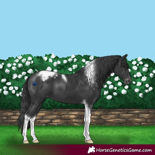Horse Color:Black Tobiano Snowcap