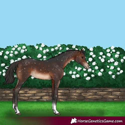Horse Color:Brown Tobiano Snowflake Varnish Rabicano