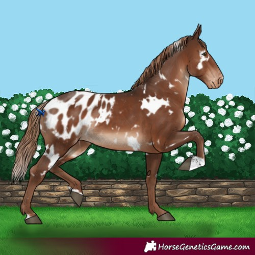 Horse Color:White Spotted Liver Chestnut Blanket