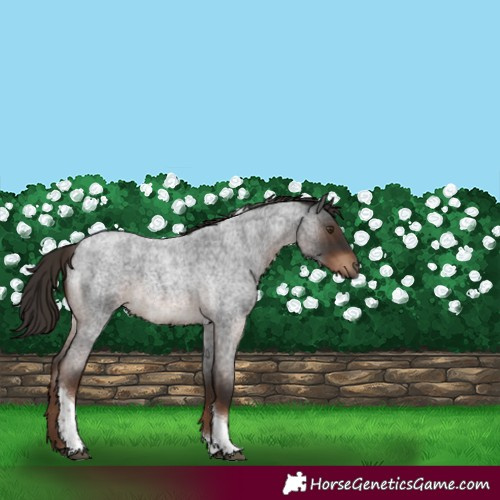 Horse Color:Liver Red Roan Tobiano 