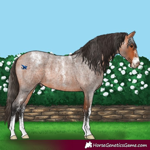 Horse Color:Powder White Bay Roan 