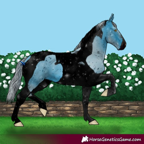 Horse Color:ERROR: UNKNOWN ANOMALY