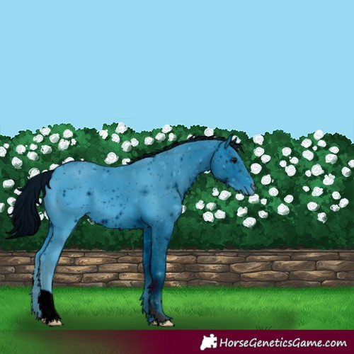 Horse Color:ERROR: UNKNOWN ANOMALY