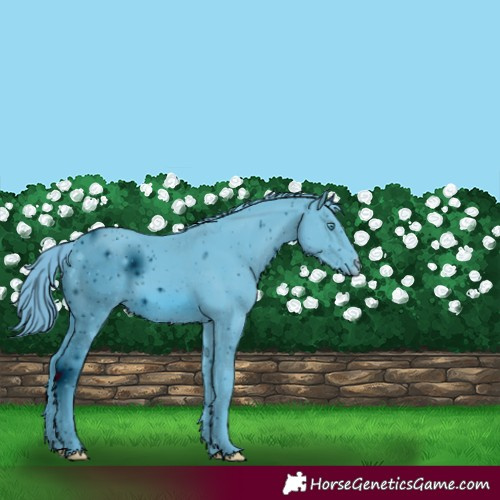 Horse Color:ERROR: UNKNOWN ANOMALY