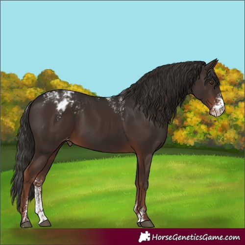 Horse Color:Powder White Liver Chestnut Sabino Varnish Rabicano 